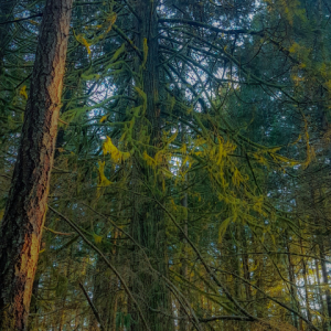 Trees in a forest. Exposure Therapy Designs offers expert therapy for people struggling with PTSD and OCD.