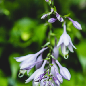 Close-up view of small purple flowers against a backdrop of green, illustrating that Exposure Therapy Designs offers expert, compassionate therapy for individuals struggling with OCD.