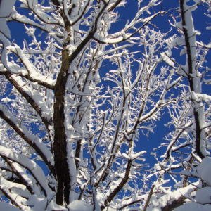 Snow covered tree branches against a deep blue sky, illustrating that Exposure Therapy Designs offers offer Exposure and Response Prevention (ERP) and EMDR therapy to those struggling with OCD and PTSD.