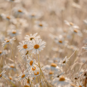 Closeup of a field of white daisies, illustrating that Exposure Therapy Designs will help you begin your healing journey.